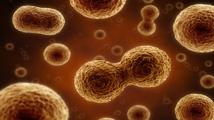 El virus M1 destruyó las células cancerosas de hígado, vejiga, colon y recto (Foto: Archivo)