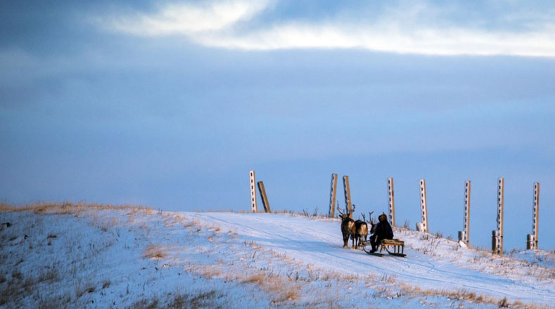 Los nénets, el pueblo nómada que habita la tundra Siberiana