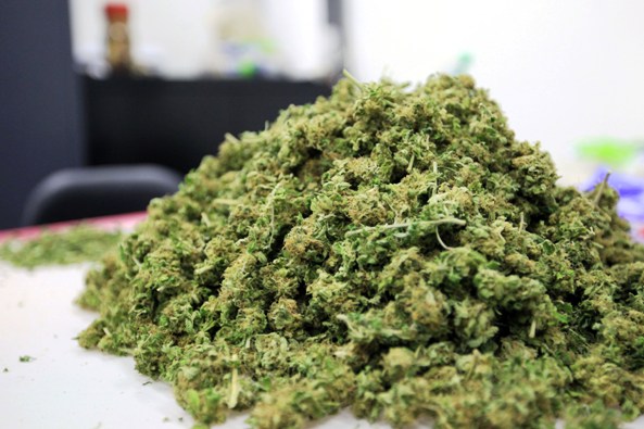 El Estado uruguayo autorizó el autocultivo, la producción en huertos comunitarios y la comercialización de marihuana en farmacias previo registro de los consumidores en el Instituto de Regulación y Control del Cannabis (IRCCA).