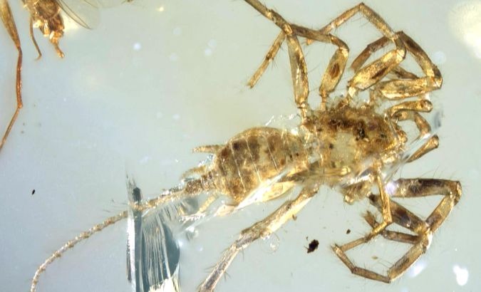 Scientists theorize the arachnid existed in a tropical forest more than 100 million years ago.