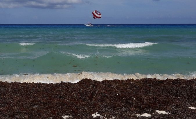 Brown seaweed, known as Sargassum, is seen washed up on a beach.