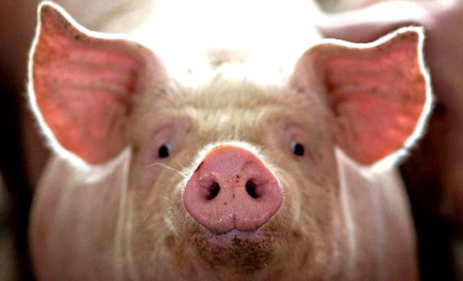 Environmentalists warned of serious damage if factory farming is allowed to continue to grow.