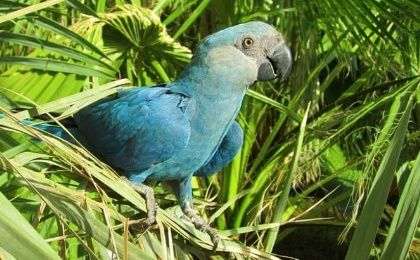 The Spix’s macaw is the eighth bird species to go extinct this century.
