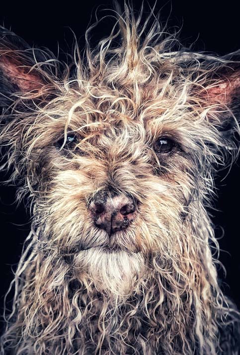 “Django” Old Man Baby Dog, fue ganadora del primer premio en la categoría animal. "Django es un Shaolin Temple Terrier, nacido y criado en un monasterio budista en la provincia norteña de Hunan, China. Le gustan los largos paseos por la playa y escuchar a Miles Davis", afirmó el autor.