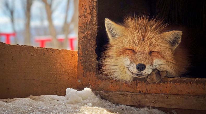 "Smiling Fox" (El zorro sonriente) fue la ganadora del tercer premio en la categoría animal y su autora expresó que "este zorro que dormía dentro una caja, asomaba la cabeza para disfrutar del sol durante la temporada de nieve".