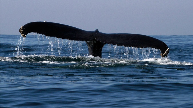 Researchers spot no new calves this year among endangered North Atlantic Right Whales