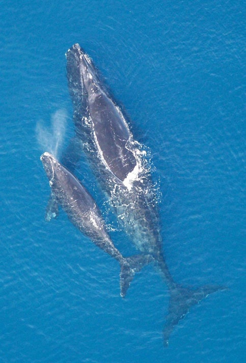 La ballena franca glacial o ballena vasca habita en casi la totalidad del Atlántico norte. En la actualidad es una de las especies más amenazadas del mundo con solo 400 ejemplares en el oeste del Atlántico Norte.   