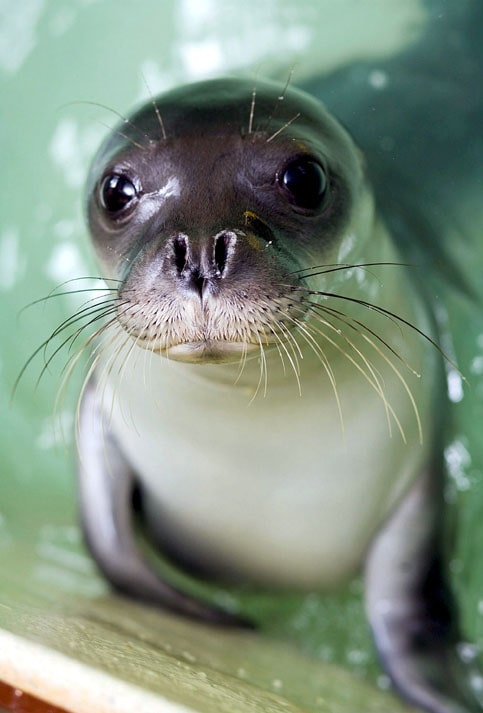 La Foca Monje es una de las especies más raras de focas que existe. En otro tiempo fue habitual en los mares Mediterráneo y Negro hasta las costas de Cabo Verde y Canarias.
