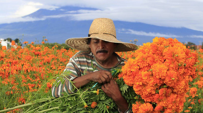 Floricultores mexicanos cultivan cempasúchil para Día de Muertos