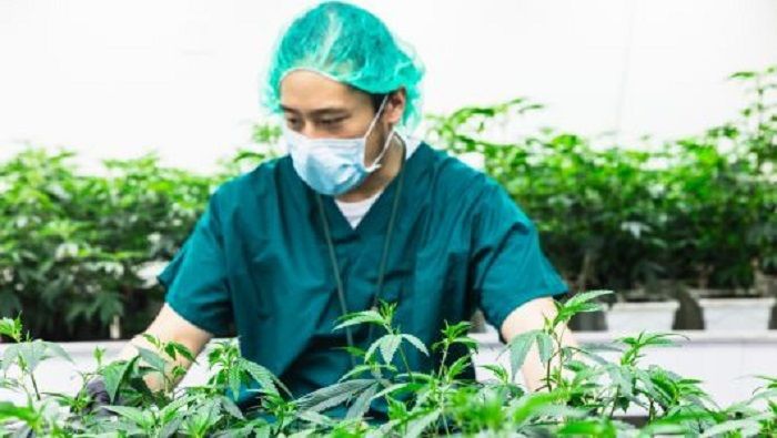 Nueva Zelanda se suma a Australia en la legalización del uso de la marihuana por conceptos médicos.