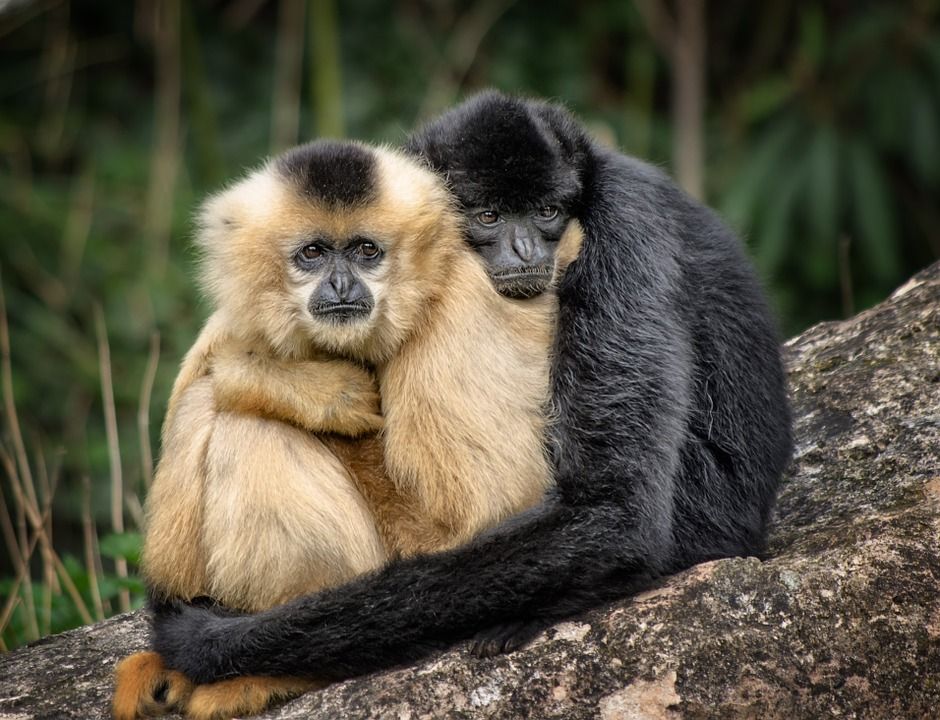 Actualmente se estima que existen 260 especies de monos.