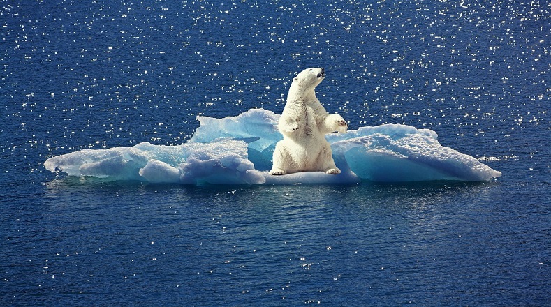 El Círculo Polar Ártico se ha visto gravemente afectado por el calentamiento global, estudios señalan que los glaciares continúan desapareciendo, lo que causa el incremento del nivel de todos los mares del mundo y el aceleramiento de las corrientes marinas. Esto a su vez acaba con el hábitat de la fauna que depende de estos espacios para su subsistencia. 
