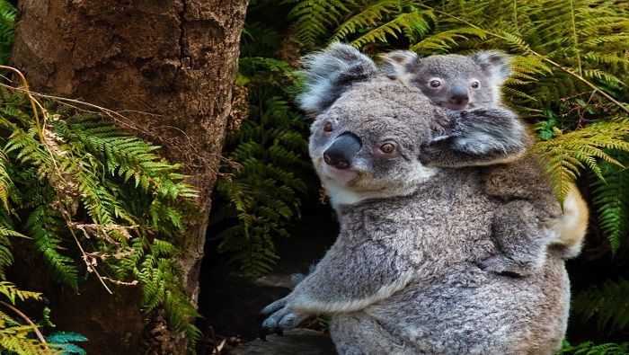 AKF pidió al Gobierno australiano tomar medidas para que esta especie no pase a formar parte de la lista de animales extintos.