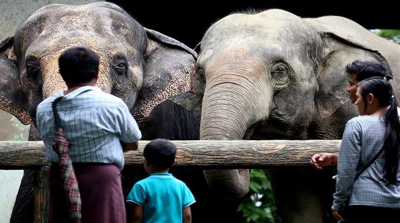  Asimismo, el experto de WWF explicó que "los elefantes limpian y crean huecos en el dosel que alienta la regeneración de los árboles. En las sabanas, reducen la cobertura de arbustos para crear un ambiente favorable a una suma de animales que pastan".