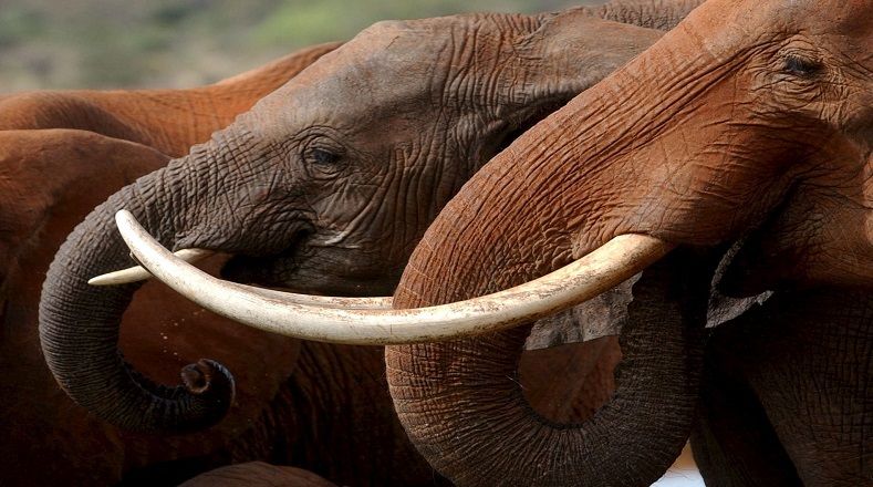 Por este motivo, WWF alerta que la mayor amenaza para los elefantes africanos es la caza furtiva para el tráfico ilegal de marfil. "Cerca de 20.000 elefantes africanos son asesinados cada año por su marfil", afirmó Momanyi. Los colmillos de los elefantes están conectados al cráneo y tienen terminaciones nerviosas, y estos no vuelven a crecer.