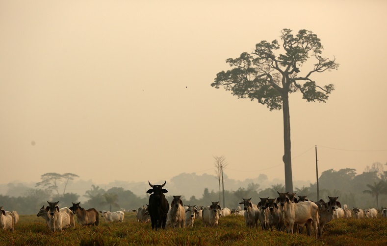 El ganado huye de la zona luego de un incendio en el muncipio brasileño de Boca do Acre.