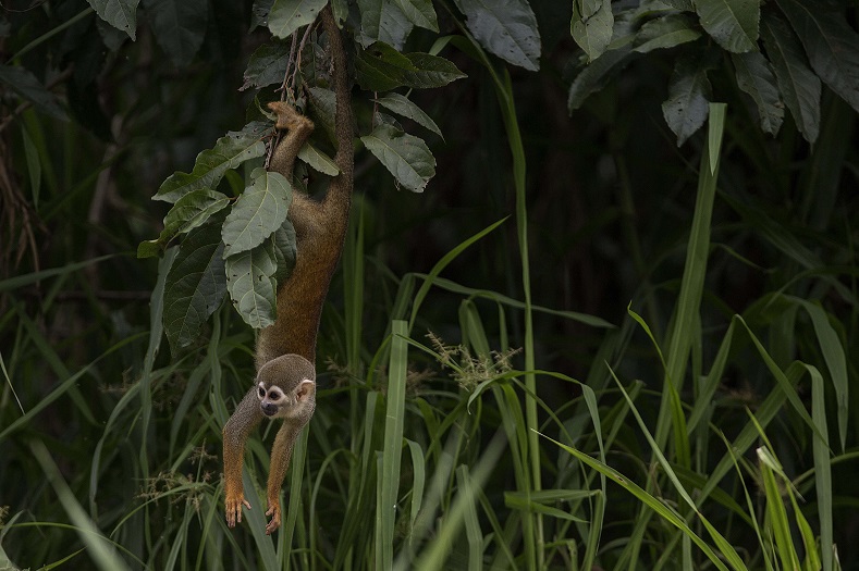 El mono de cheiro es otra de las especies que vive en el estado de Amazonas.