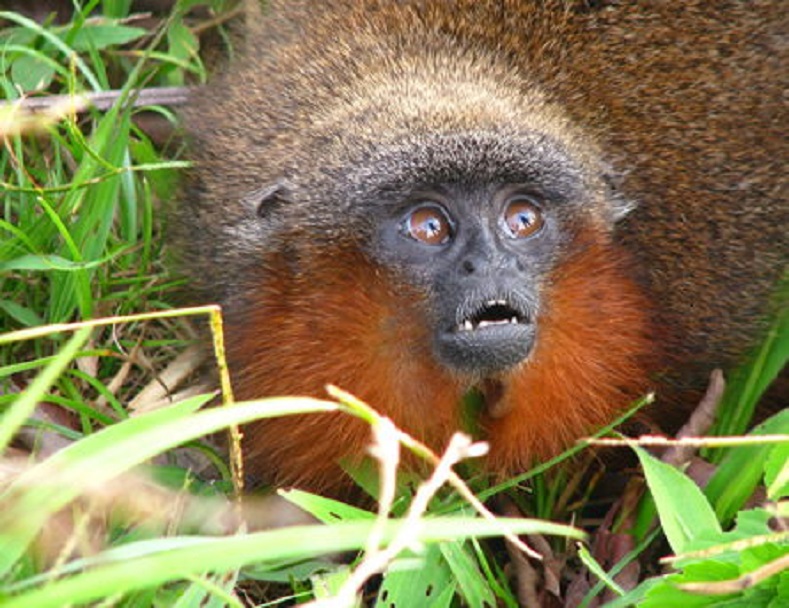 El mono titx de caquetx es otra de las especies descubiertas específicamente en el Amazonas. 