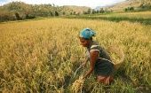 La FAO sostiene que las mujeres rurales son agentes activos del cambio económico y social.