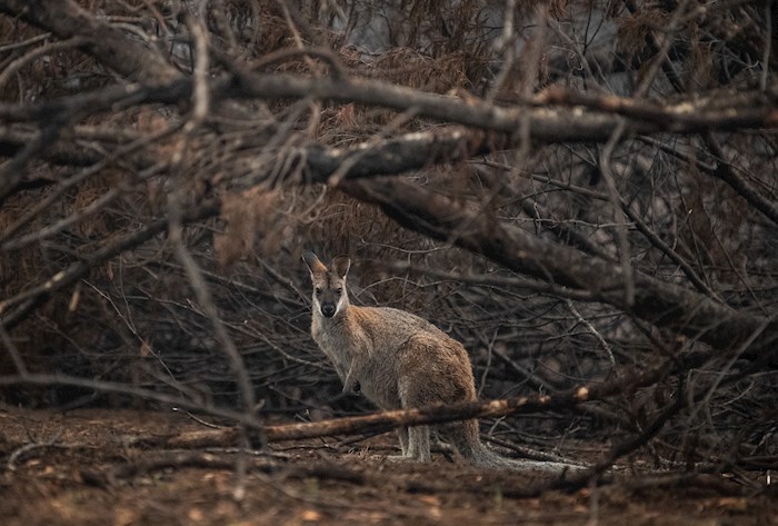Más de mil millones de animales han muerto a causa de los incendios forestales que continúan en Australia.