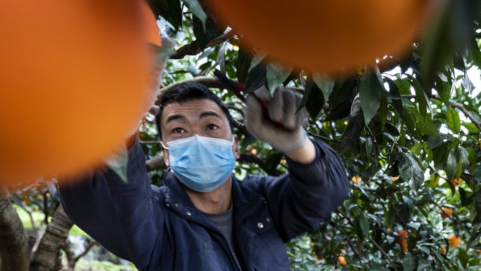 Un trabajador chino, protegido con un cubrebocas, realiza sus labores agrícolas.