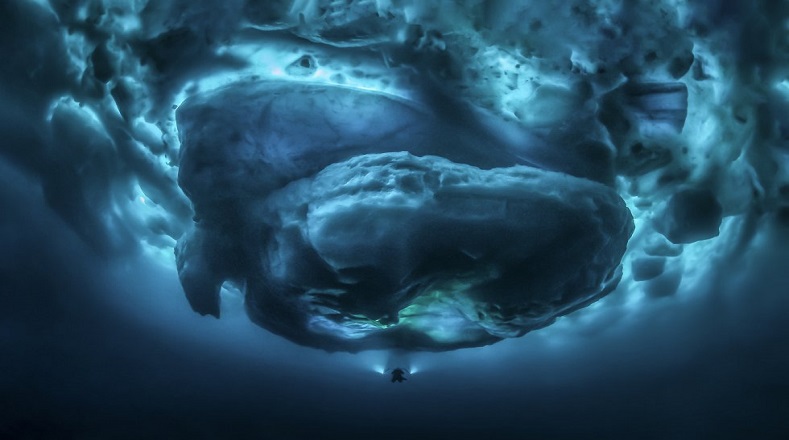 Tomada Durante una expedición en el este de Groenlandia bajo el hielo, el agua con temperatura por debajo de 2 grados centígrados, la fotografía de Tobias Friedrich representa “un ejemplo perfecto de tamaños contrastantes que crean impacto.