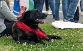 Matapacos fue un perro denominado "heróico" y que se convirtió en símbolo de las protestas en Santiago de Chile.