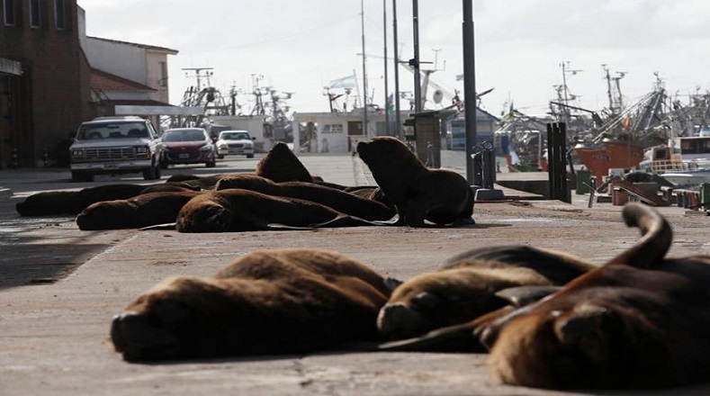 En las calles de Mar del Plata, Argentina, los vecinos han visto desde su cuarentena a leones marinos reposando al tomar el sol.