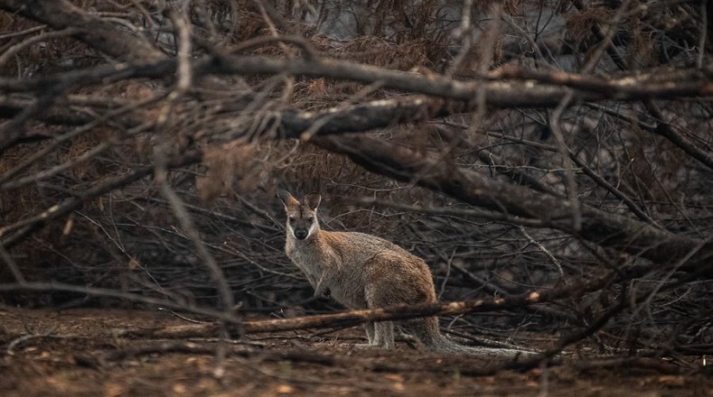 Los siniestros han matado a más de 1.000 millones de animales en todo la región australiana. Los incendios de septiembre a enero pasados arrasaron con el 80 por ciento de los hábitats de 327 especies. 