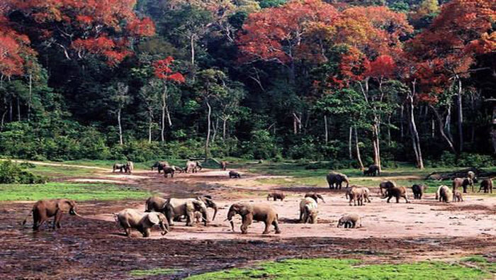 El Sangha Trinational, es una zona boscosa conformada por varios parques nacionales y situada entre los estados de Camerún, la República Centroafricana y la República del Congo, que alberga numerosas especies de elefantes, gorilas, aves tropicales, cerdos salvajes y antílopes, entre otras bellezas naturales que la llevaron a ser declarada Patrimonio de la Humanidad por la Unesco en el año 2012.