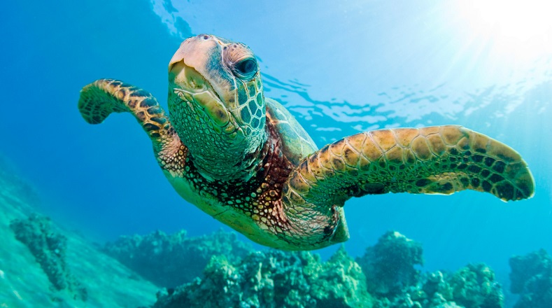Las tortugas marinas son reptiles que viven dentro de las profundidades de mares y océanos, y aunque suelen estar en aguas poco profundas, se sumergen para encontrar alimentos. Tienen como particularidad poco usual que poseen tanto esqueleto interno, como externo, y además tienen párpados, característica rara en animales marinos.
