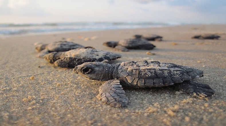Aunque viven en el mar, cada cierto tiempo las hembras emergen para poner sus huevos, lo que puede durar entre 30 y 60 días según la especie, y de este modo, las tortugas bebés nacen en la arena de las playas. Las hembras que nacen son las únicas que vuelven  cada cierto tiempo a la zona en la que nacieron para crear su nido y desovar. Ni los machos ni las tortugas madres regresan a las playas.