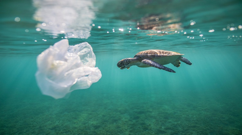 La contaminación ambiental ha provocado que desde hace varios años, las tortugas marinas confundan las bolsas plásticas con medusas y otros alimentos, ingiriendo constantemente cantidades de plástico arrojadas al mar.