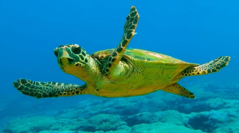 Existen más de cinco tipos de tortugas marinas, una de ellas es la Tortuga boba o caguama. Estas pueden medir unos 90 centímetros de largo y pesar más de 130 kilogramos. Habitan en los océanos Pacífico, Atlántico e Índico y también se les puede encontrar en el mar Mediterráneo. Suele vivir entre 40 y 70 años.