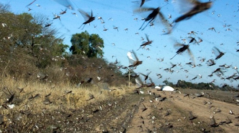 Productores de trigo en Santa Fe, norte de Argentina, alertaron del ingreso a dicha provincia de un gran enjambre de langostas.