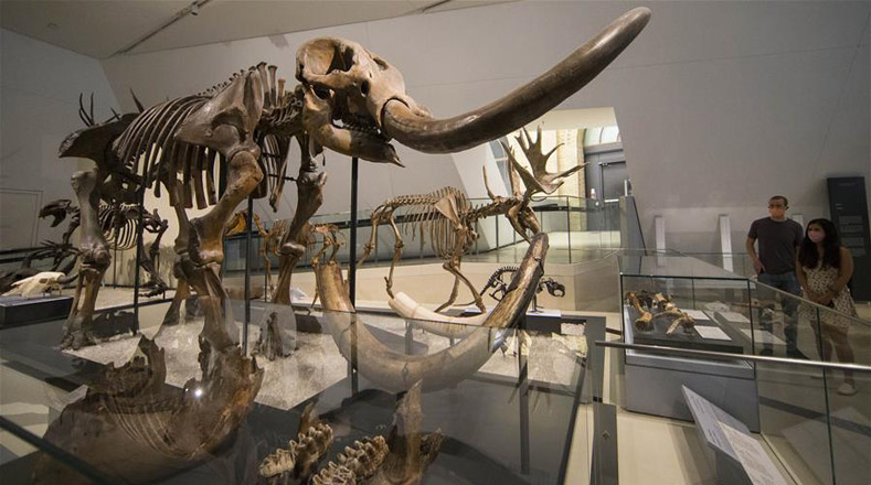 Para admirar las colecciones de dinosaurios, arte africano y de Oriente Próximo, arte de Asia oriental, historia europea e historia de Canadá, entre otras, las personas deben reservar las entradas del Museo de Ontario, las cuales son limitadas y tienen un horario específico.