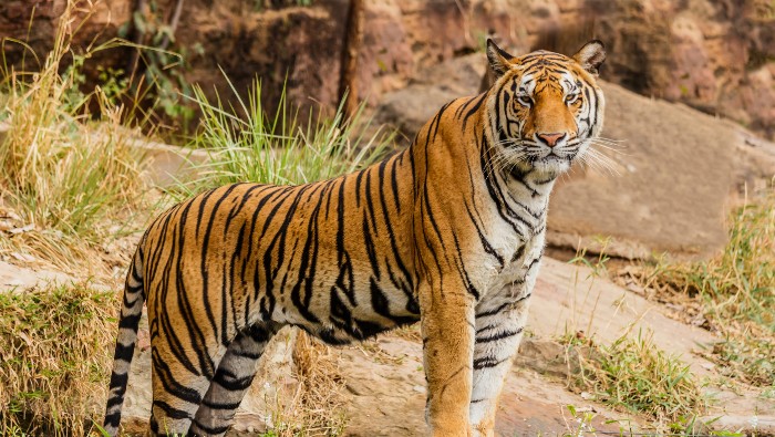 Los tigres son uno de los pocos animales que se reproducen en grandes cantidades cuando están en cautiverio.