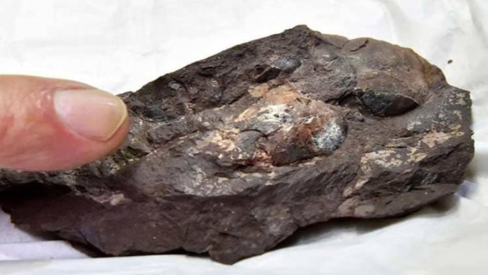 El huevo fosilizado corresponde a una especie de terópodo del período Cretácico inferior, y pesa lo similar a un huevo de codorniz.