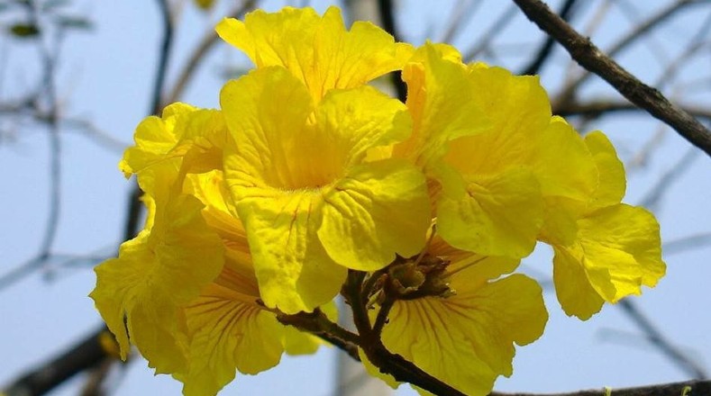 El Ipé es la flor nacional de Brasil y crece en varias partes del país, sobre todo en las laderas de Sao Paulo.