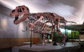 Aunque el Tyrannosaurus rex se extinguió hace 66 millones de años, los paleontólogos aseguran que su masa podía variar entre las cinco y diez toneladas.