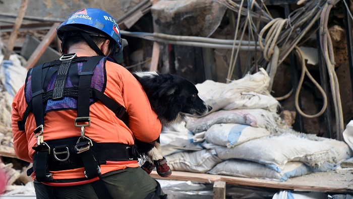 Un perro especializado del grupo de rescatistas Topos de Chile descubrió posibles sobrevivientes.
