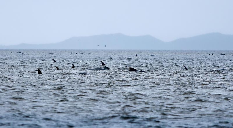 Los restos de las ballenas podrían suponer una importante amenaza para la navegación, según expertos,