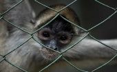El mono araña, un primate que aplica la inteligencia colectiva