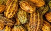Así es el cacao: el fruto más popular entre los Aztecas