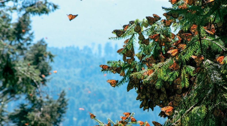 Las mariposas monarca dependen de las plantas del algodoncillo, que constituyen prácticamente el único alimento de las larvas