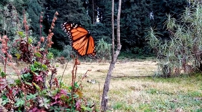 A diferencia de otros lugares el santuario de la Mariposa Monarca en Atlautla está en un 95 por ciento en estado natural, debido a la poca afluencia de turismo.
