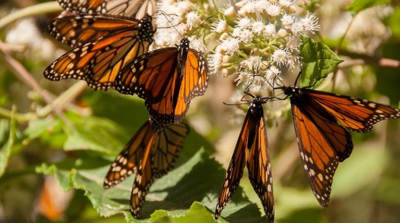 Solo las mariposas monarca nacidas a finales de verano o principios de otoño realizan la migración, y harán un único viaje de ida y vuelta