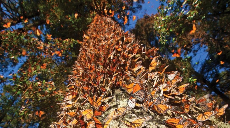 Las mariposas que emergen de las crisálidas a finales de verano y principios de otoño son diferentes de las que lo hacen durante los días más largos y cálidos del verano.