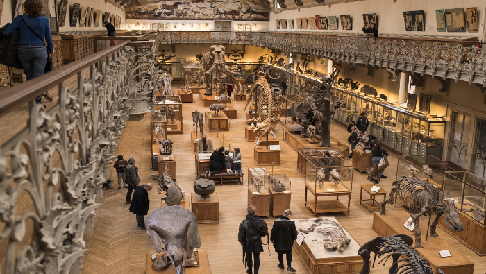 Se prevé la renovación completa de la galería Paleontológica del Museo Nacional de Historia Natural.