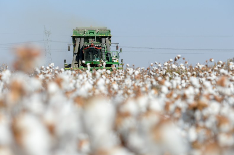 Las exportaciones de productos de algodón han sido objeto de medidas coercitivas unilaterales por parte de EE.UU.